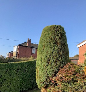 Conifer Cut and Shaped