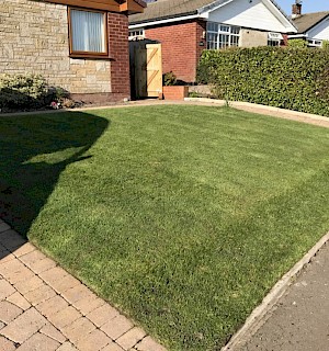 Grass after cut