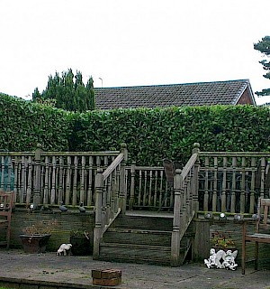Laurel hedge after