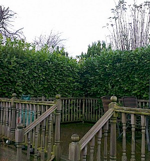 Laurel hedge before