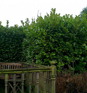 Laurel hedge before