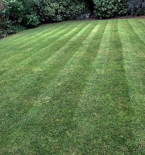 Lawn after cut